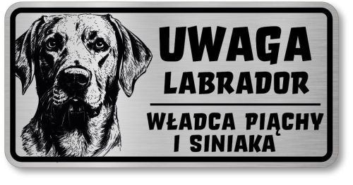 Uwaga pies tabliczka 20x10 Labrador