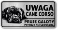Tabliczka ostrzegawcza - Uwaga pies Cane Corso po śląsku