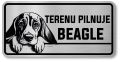 Uwaga pies tabliczka 20x10 Beagle