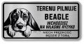 Uwaga pies tabliczka 20x10 Beagle