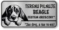 Uwaga pies tabliczka 20x10 Beagle