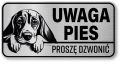 Uwaga pies tabliczka 20x10 Beagle