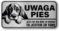 Uwaga pies tabliczka 20x10 Beagle