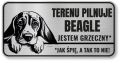 Uwaga pies tabliczka 20x10 Beagle