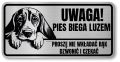Uwaga pies tabliczka 20x10 Beagle z imieniem psa