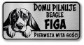 Uwaga pies tabliczka 20x10 Beagle z imieniem psa