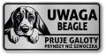 Uwaga pies tabliczka 20x10 Beagle z imieniem psa