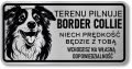 Tabliczka ostrzegawcza - Uwaga pies Border Collie