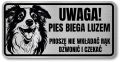 Tabliczka ostrzegawcza - Uwaga pies Border Collie