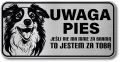 Tabliczka ostrzegawcza - Uwaga pies Border Collie