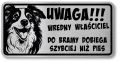 Tabliczka ostrzegawcza - Uwaga pies Border Collie śmieszna