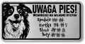 Tabliczka ostrzegawcza - Uwaga pies Border Collie śmieszna