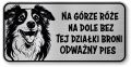 Tabliczka ostrzegawcza - Uwaga pies Border Collie śmieszna
