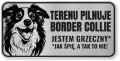 Tabliczka ostrzegawcza - Uwaga pies Border Collie śmieszna