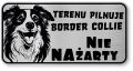 Tabliczka ostrzegawcza - Uwaga pies Border Collie śmieszna