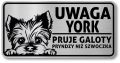 Tabliczka ostrzegawcza - Uwaga pies York po śląsku