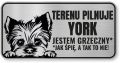 Tabliczka ostrzegawcza - Uwaga pies York śmieszna