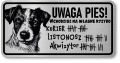 Tabliczka ostrzegawcza - Uwaga pies JACK RUSSELL śmieszna