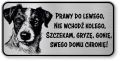 Tabliczka ostrzegawcza - Uwaga pies Jack Russell śmieszna