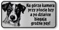 Tabliczka ostrzegawcza - Uwaga pies Jack Russell śmieszna