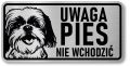 Tabliczka ostrzegawcza - Uwaga pies Shih Tzu