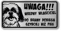 Tabliczka ostrzegawcza - Uwaga pies SHIH TZU śmieszna