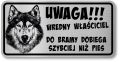 Tabliczka ostrzegawcza - Uwaga pies HUSKY śmieszna