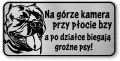 Tabliczka ostrzegawcza - Uwaga pies American Bully  śmieszna