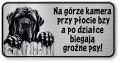 Uwaga pies Tabliczka Mastif śmieszna