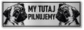 Tabliczka ostrzegawcza - Uwaga pies MOPS 2 psy