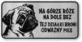 Tabliczka ostrzegawcza - Uwaga pies MOPS śmieszna