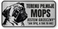 Tabliczka ostrzegawcza - Uwaga pies MOPS śmieszna