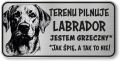 Uwaga pies tabliczka 20x10 Labrador