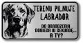 Uwaga pies tabliczka 20x10 Labrador