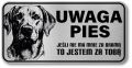 Uwaga pies tabliczka 20x10 Labrador