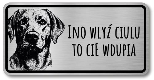 Uwaga pies tabliczka 20x10 Labrador