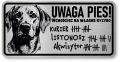 Uwaga pies tabliczka 20x10 Labrador