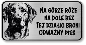 Uwaga pies tabliczka 20x10 Labrador
