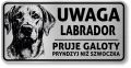 Uwaga pies tabliczka 20x10 Labrador