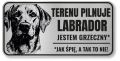 Uwaga pies tabliczka 20x10 Labrador