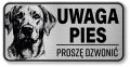 Uwaga pies tabliczka 20x10 Labrador