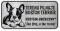 Uwaga pies tabliczka ostrzegawcza 20x10 Boston Terrier