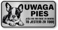Uwaga pies tabliczka ostrzegawcza 20x10 Boston Terrier