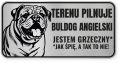 Uwaga pies tabliczka ostrzegawcza 20x10 Buldog Angielski