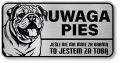 Uwaga pies tabliczka ostrzegawcza 20x10 Buldog Angielski