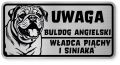 Uwaga pies tabliczka ostrzegawcza 20x10 Buldog Angielski