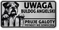 Uwaga pies tabliczka ostrzegawcza 20x10 Buldog Angielski