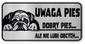 Uwaga pies tabliczka ostrzegawcza 20x10 Buldog Angielski
