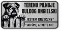 Uwaga pies tabliczka ostrzegawcza 20x10 Buldog Angielski