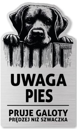 Tabliczka Uwaga pies Labrador 25x15